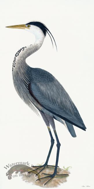 Rudbeck 036 Blue Heron 20x40